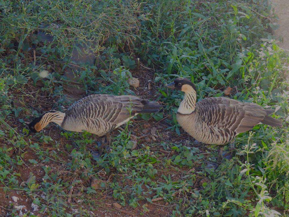 Hawaiian Goose - ML619525375