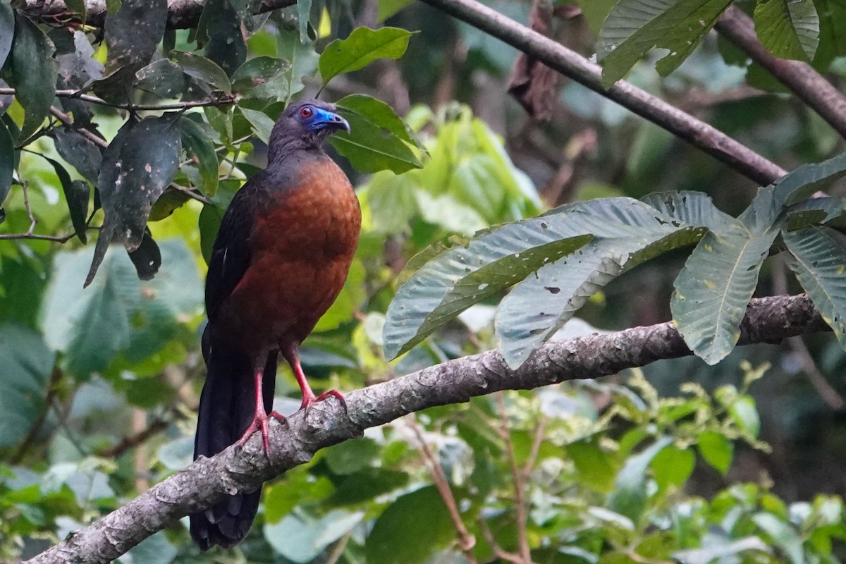 Sickle-winged Guan - ML619525378