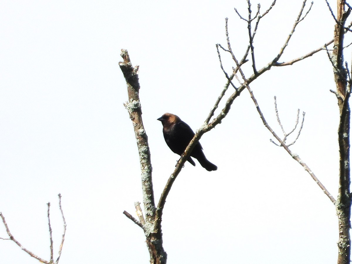 Brown-headed Cowbird - christine carrier