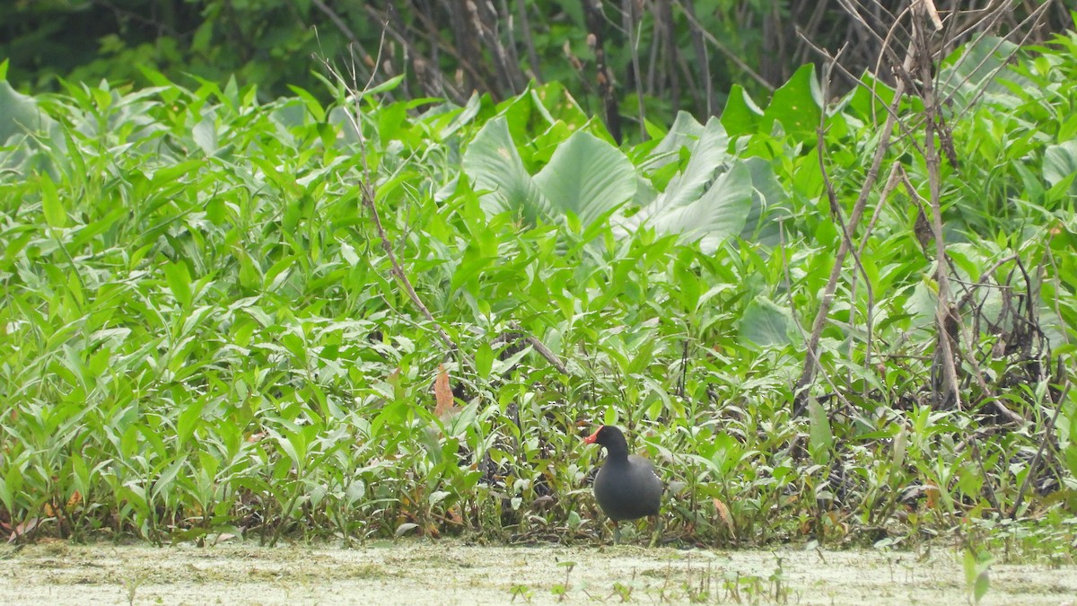 Common Gallinule - Andy Buchsbaum