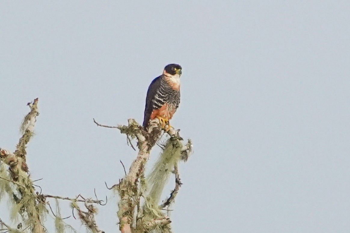 Orange-breasted Falcon - Celesta von Chamier