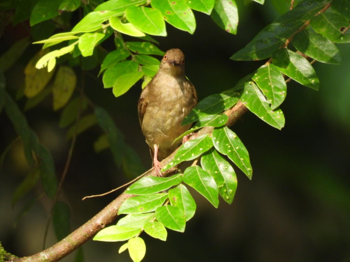 Red-eyed Bulbul - Busaree Ransewa