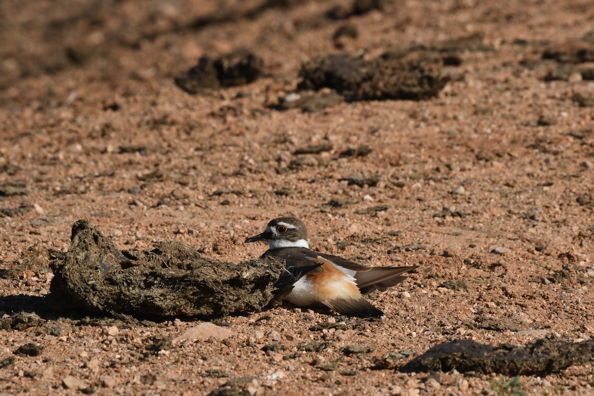 Killdeer - Janine McCabe