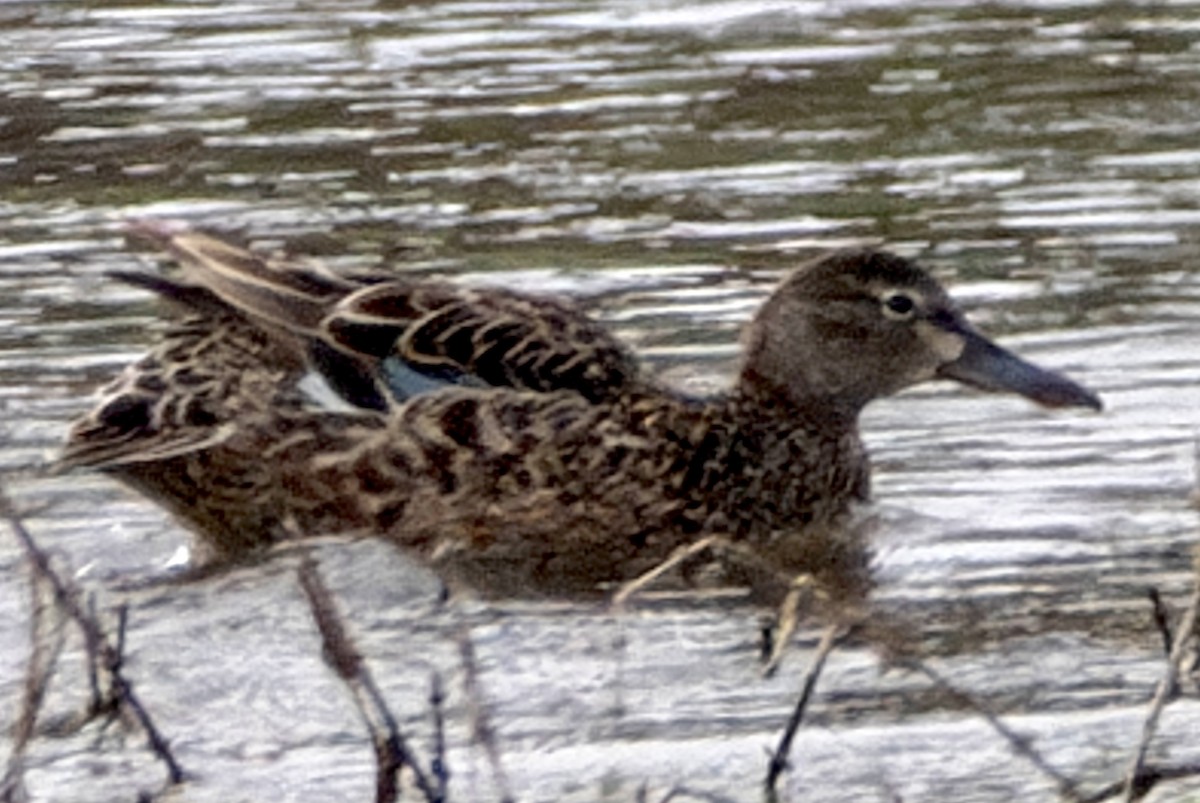 Cinnamon Teal - Van Pierszalowski