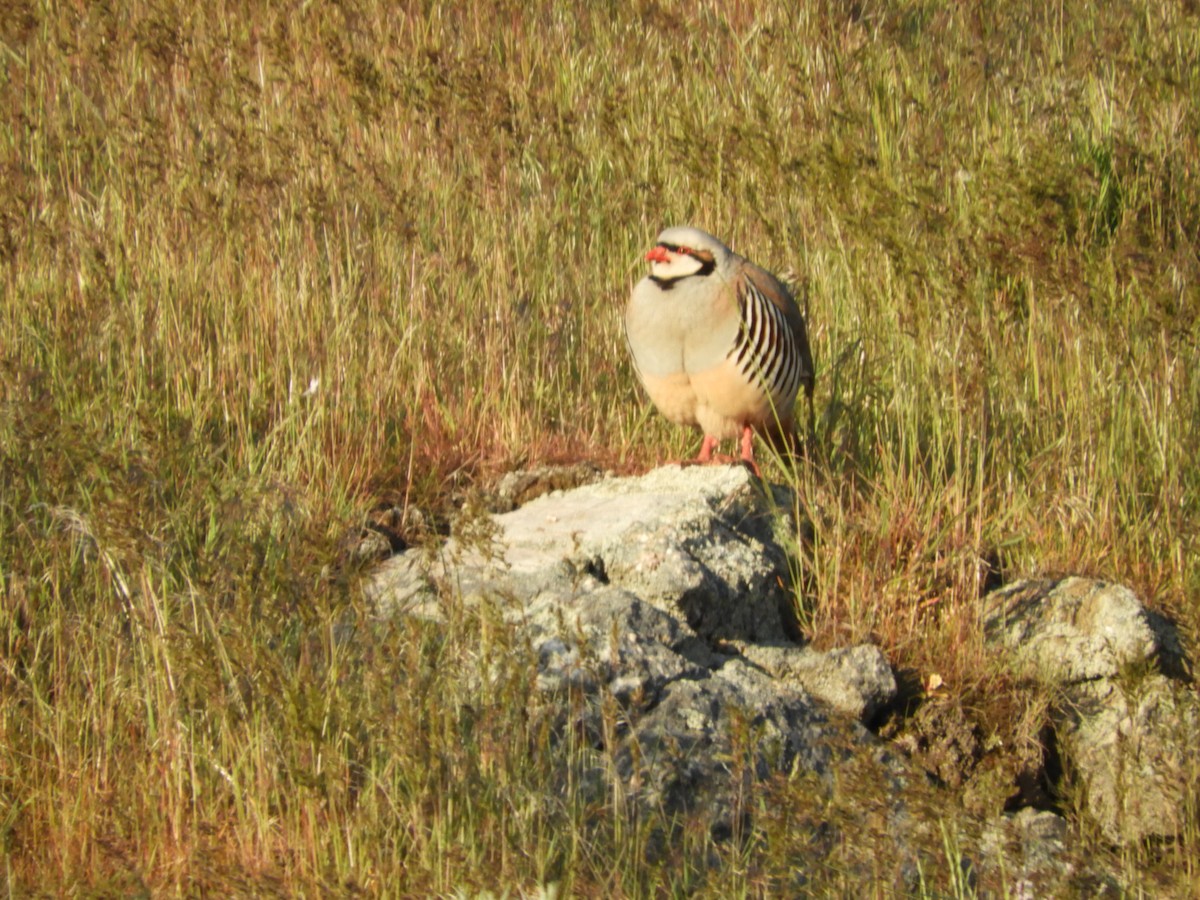 Chukar - Thomas Bürgi