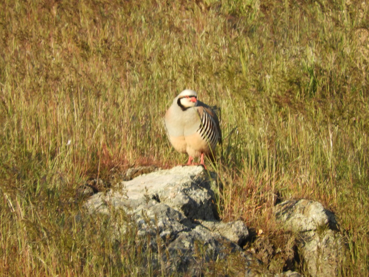 Chukar - Thomas Bürgi