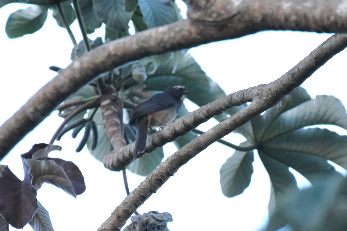 Cinnamon-bellied Saltator - Bruce Mast