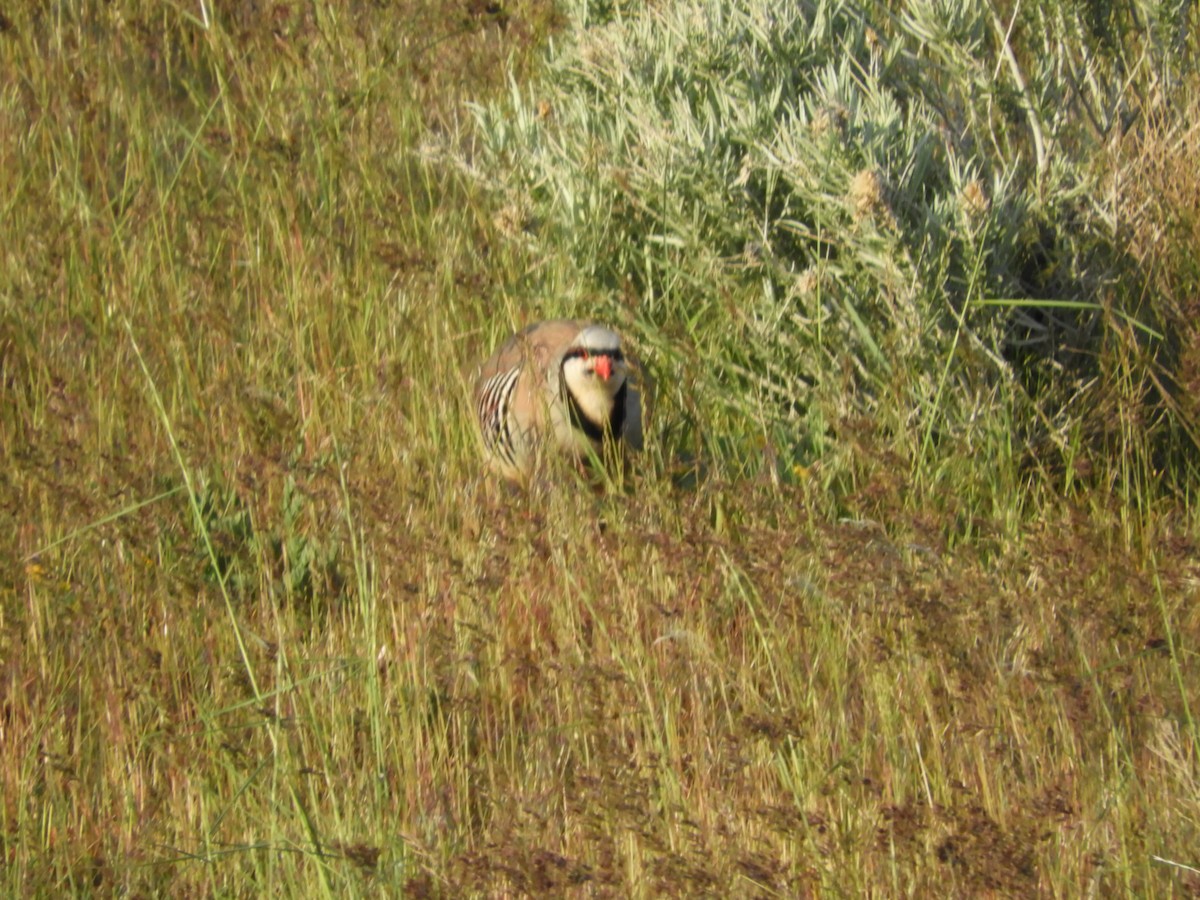 Chukar - Thomas Bürgi