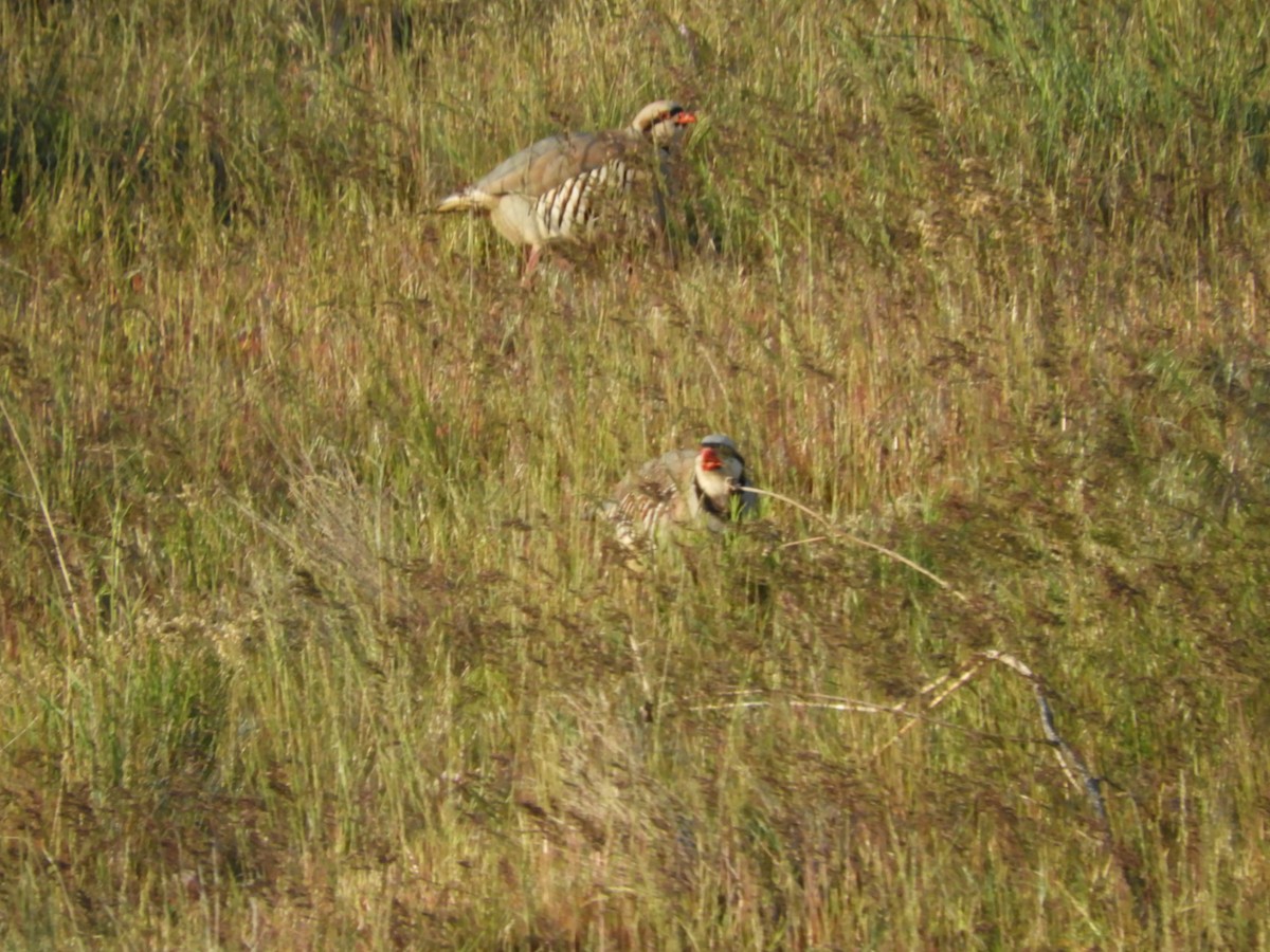 Chukar - Thomas Bürgi