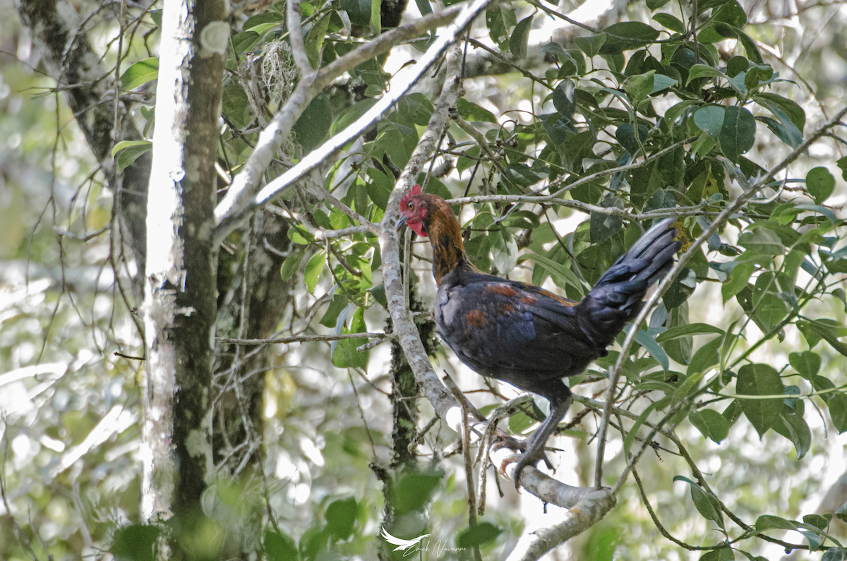 Red Junglefowl - Erick Navarro