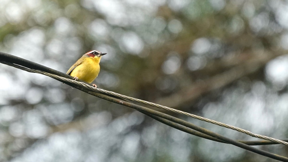 Chestnut-capped Warbler - Indira Thirkannad