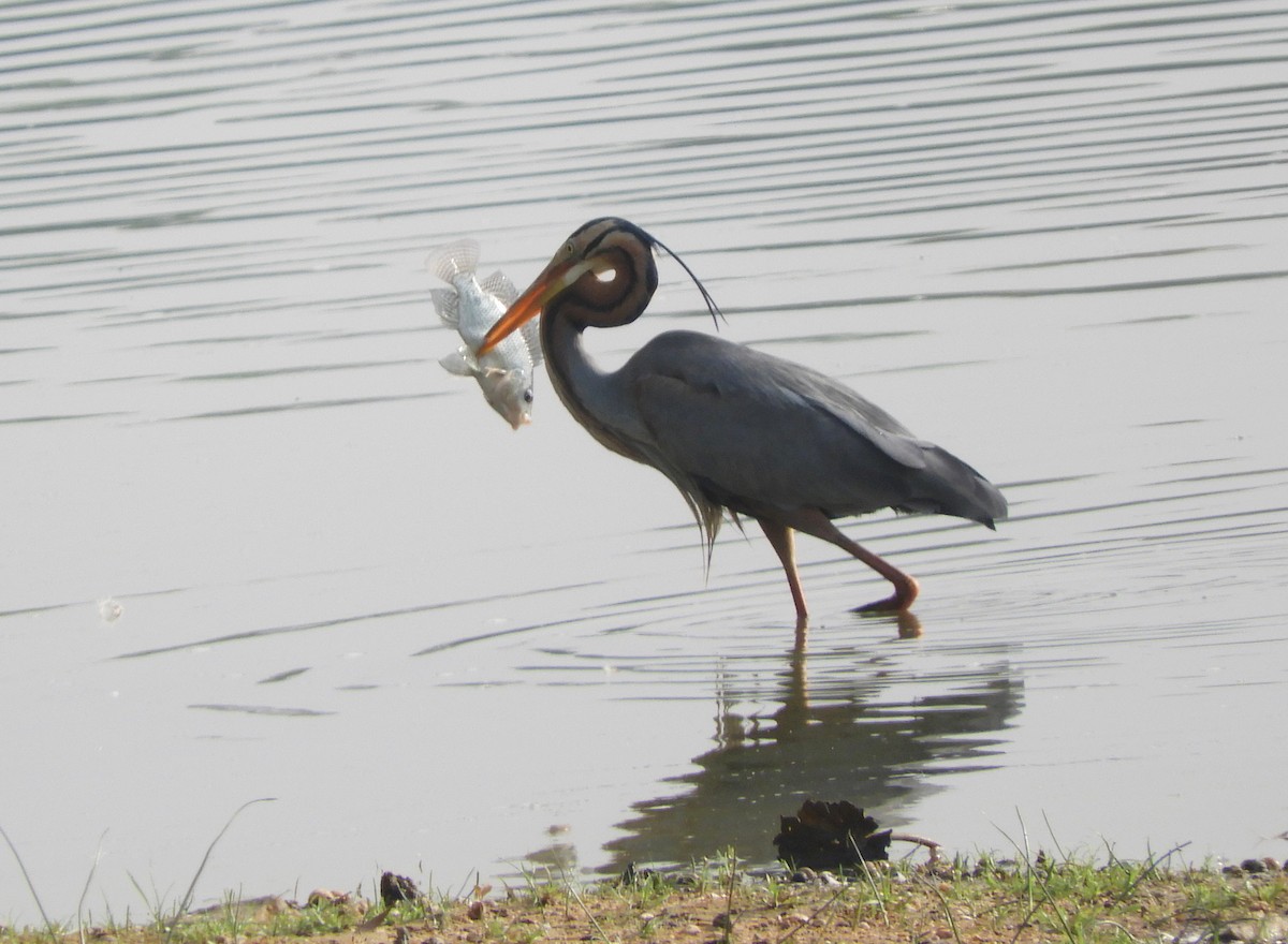 Purple Heron - Manju Sinha