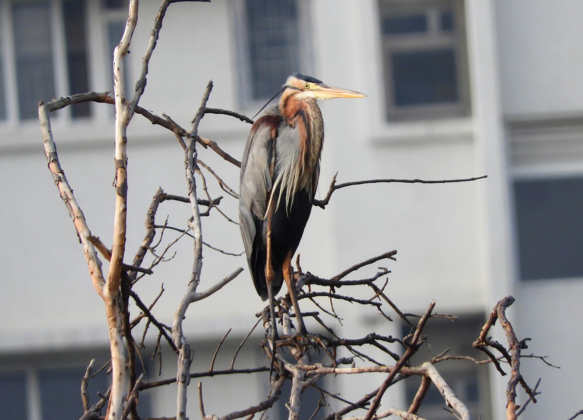 Purple Heron - Manju Sinha