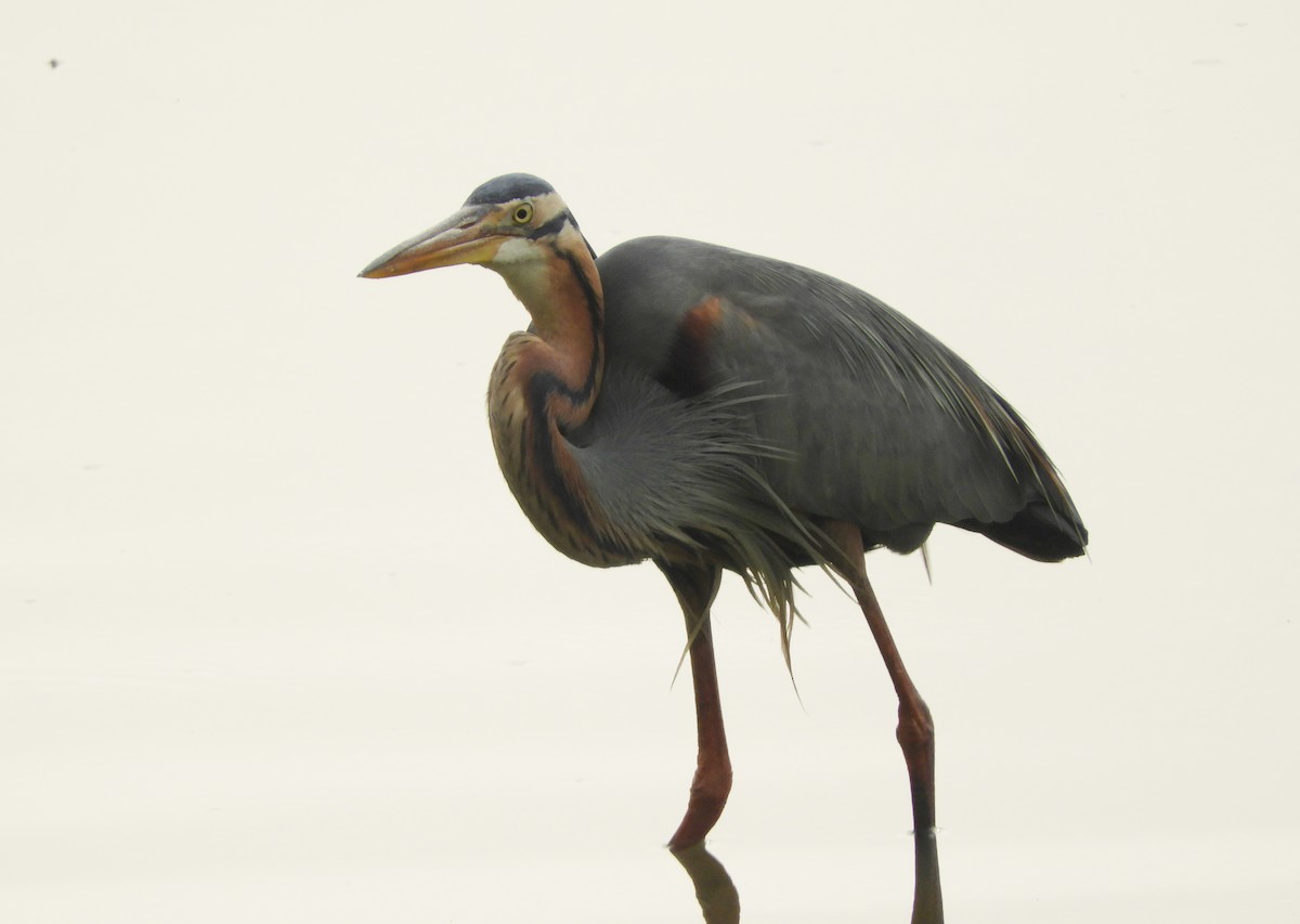 Purple Heron - Manju Sinha