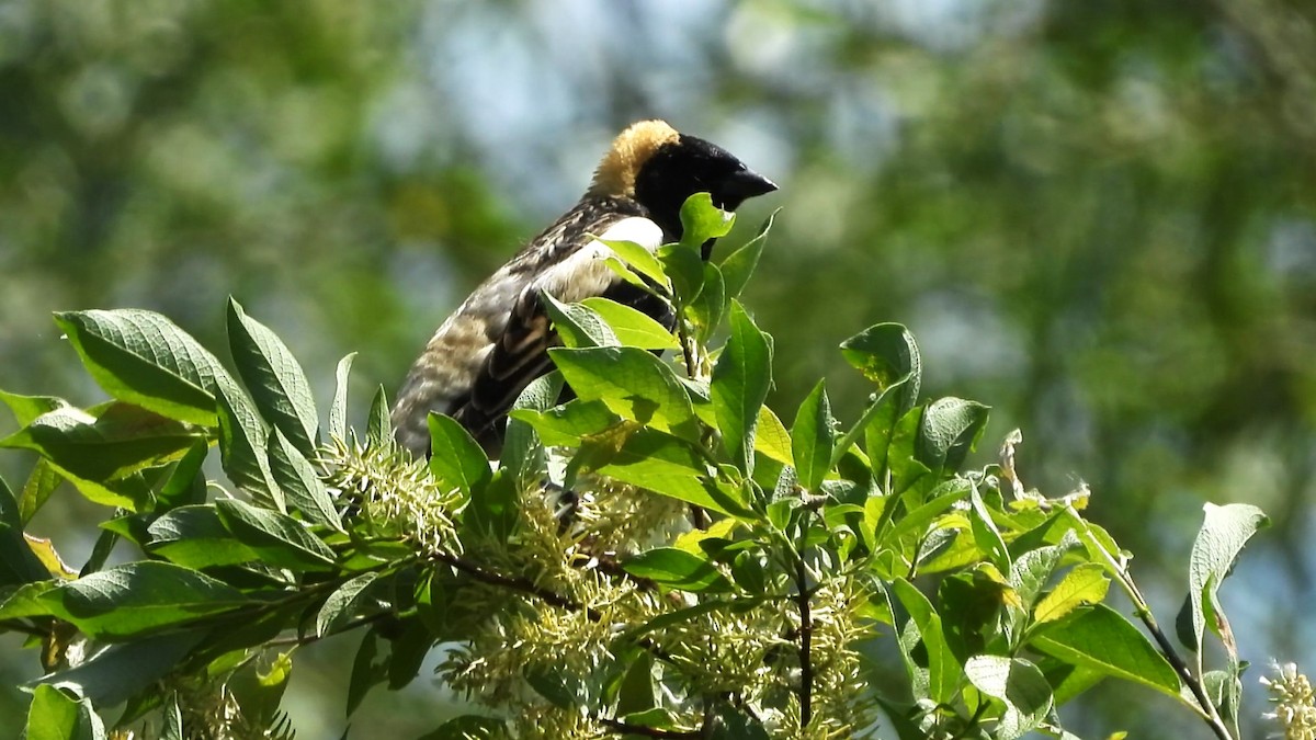 Bobolink - christine carrier