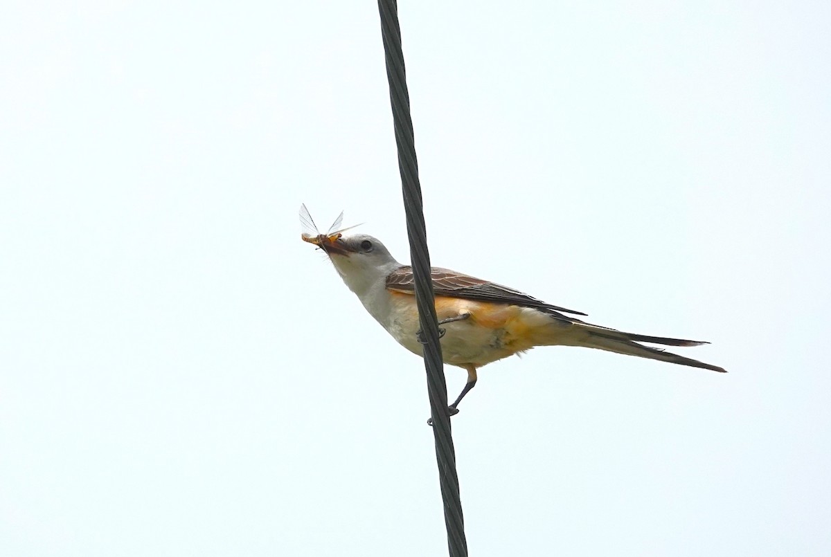 Scissor-tailed Flycatcher - Doug Willick