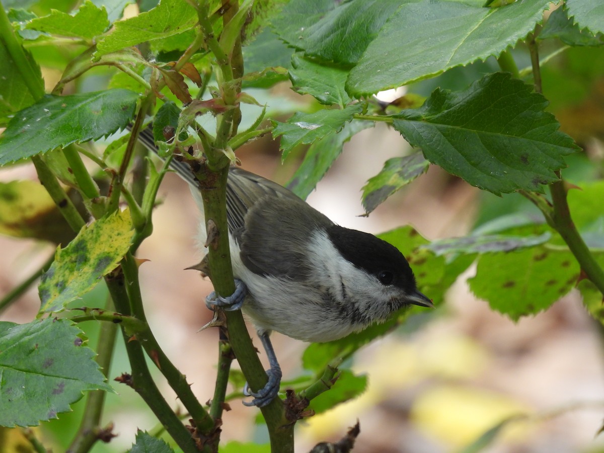 Marsh Tit - Mike Coulson