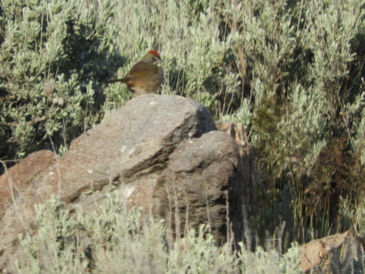 Green-tailed Towhee - Thomas Bürgi