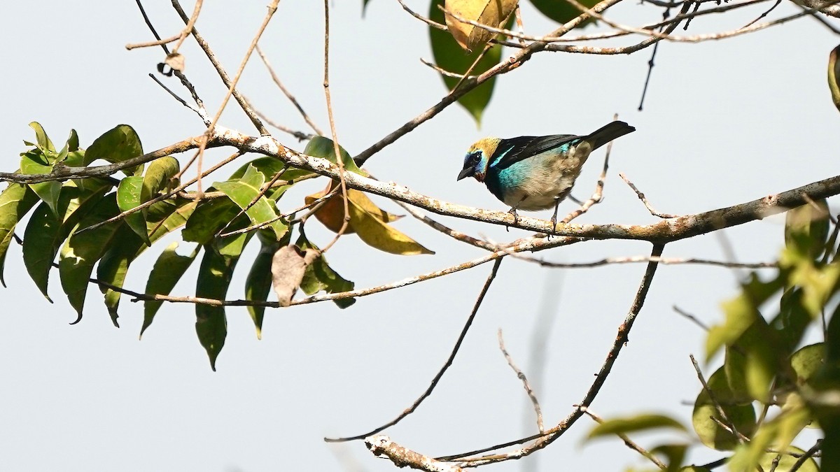 Golden-hooded Tanager - ML619525445