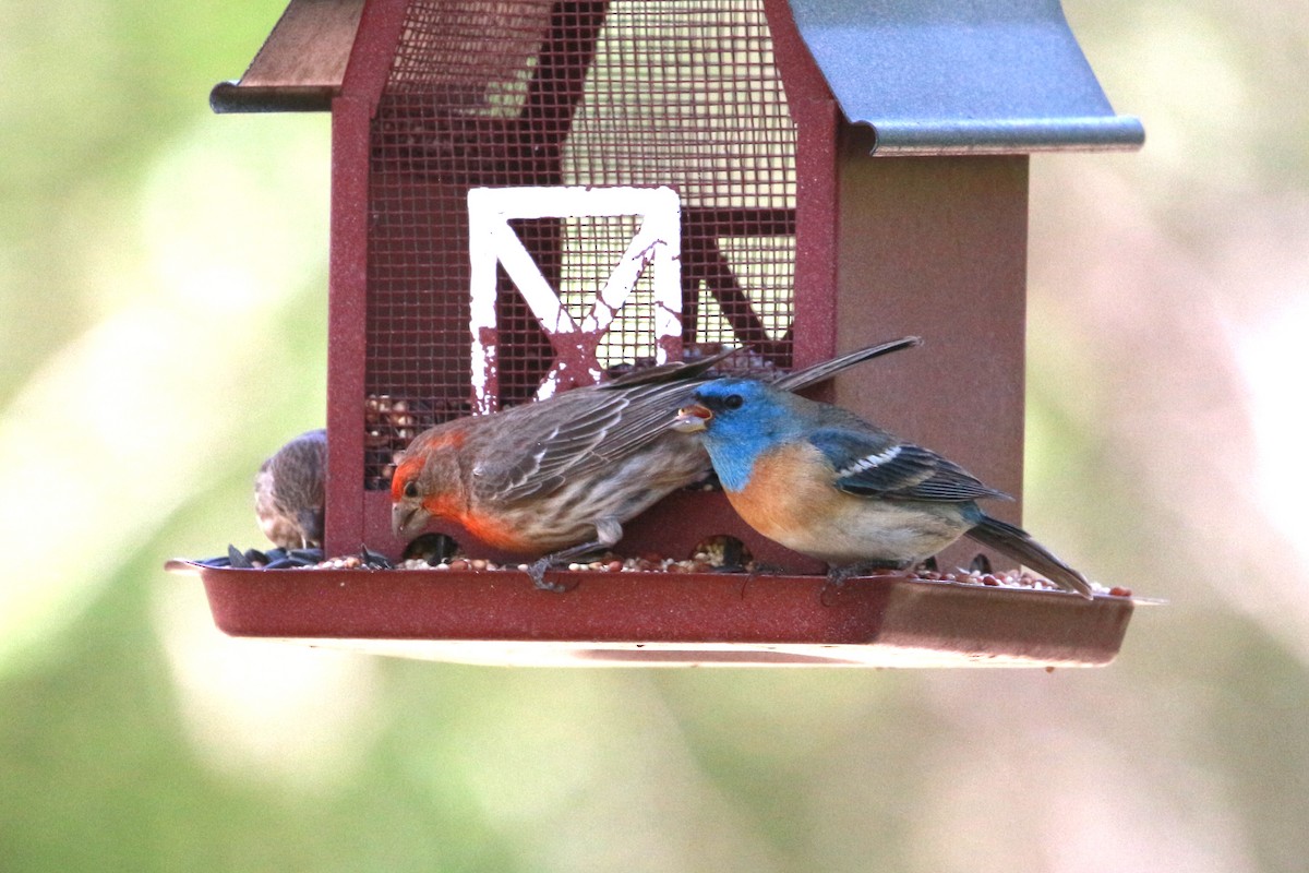 Lazuli Bunting - Jesse Pline