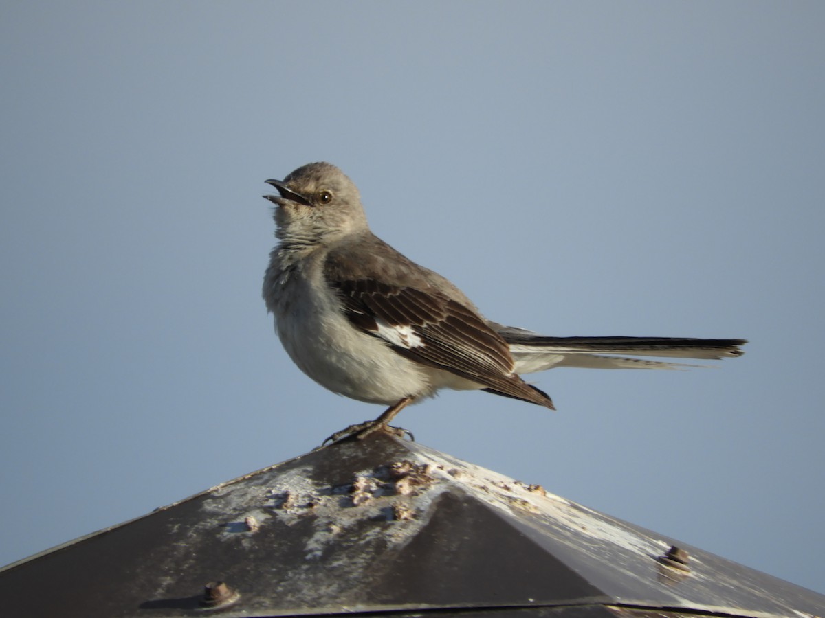 Northern Mockingbird - Thomas Bürgi