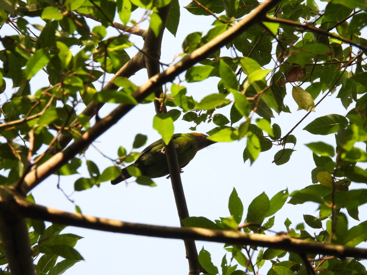 Gold-whiskered Barbet - Busaree Ransewa