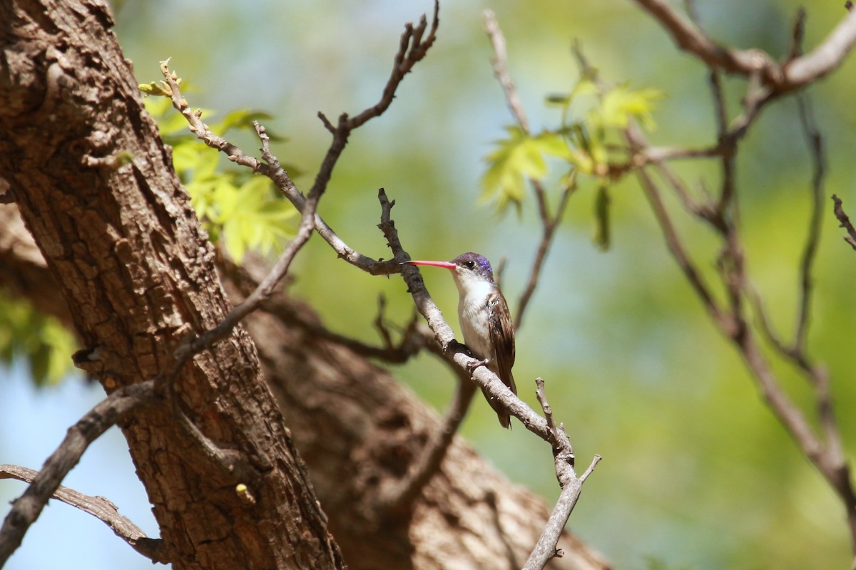 Violet-crowned Hummingbird - Jesse Pline