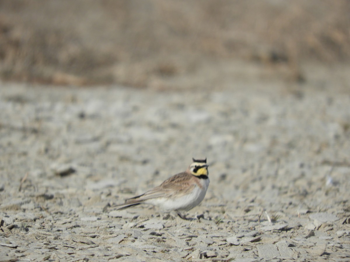 Horned Lark - Thomas Bürgi