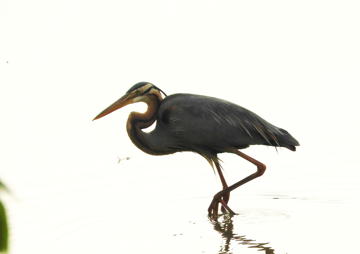 Purple Heron - Manju Sinha