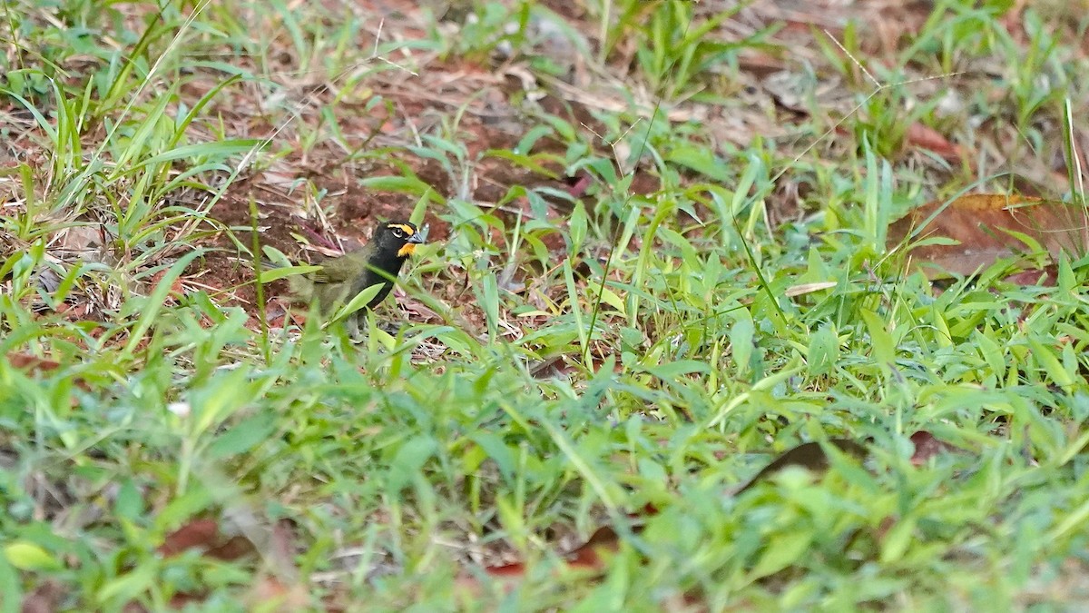 Yellow-faced Grassquit - Indira Thirkannad