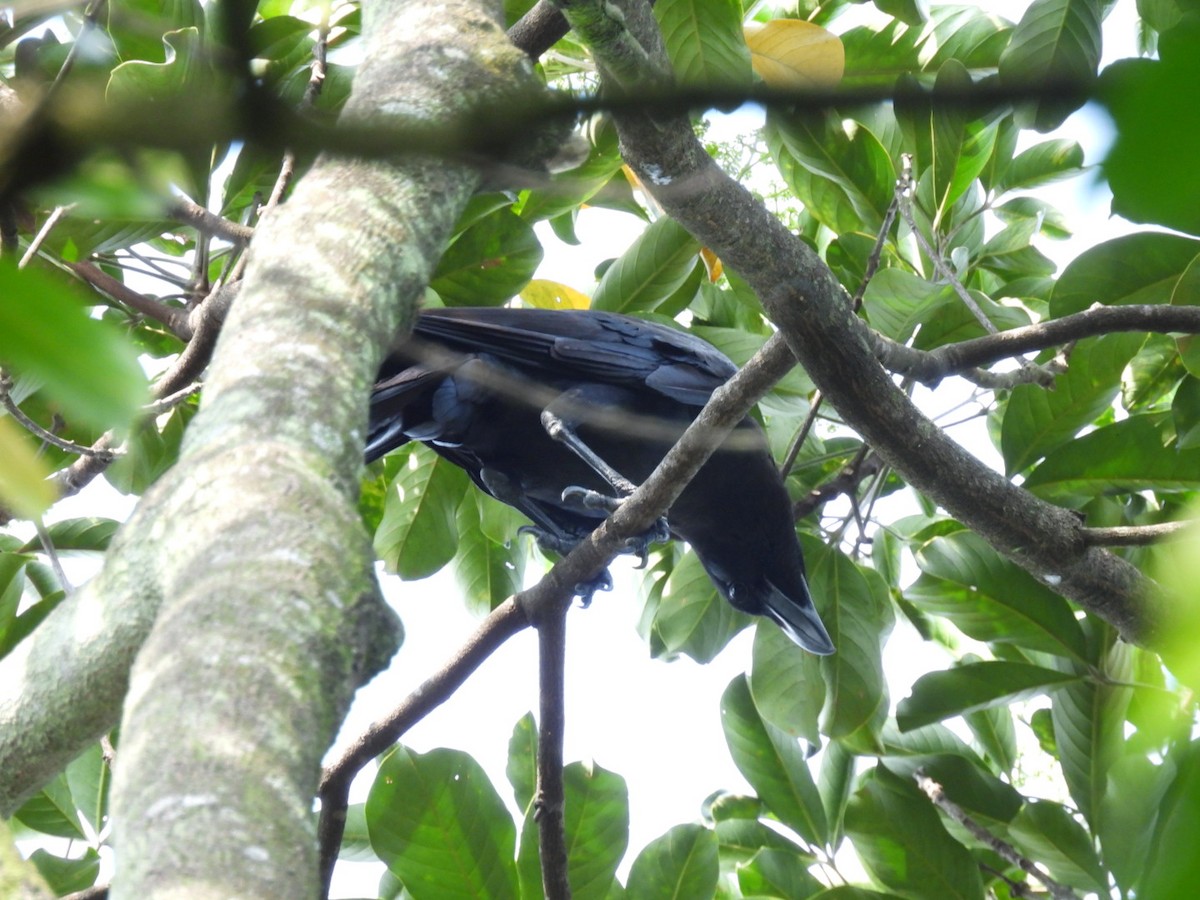 Large-billed Crow - ML619525476