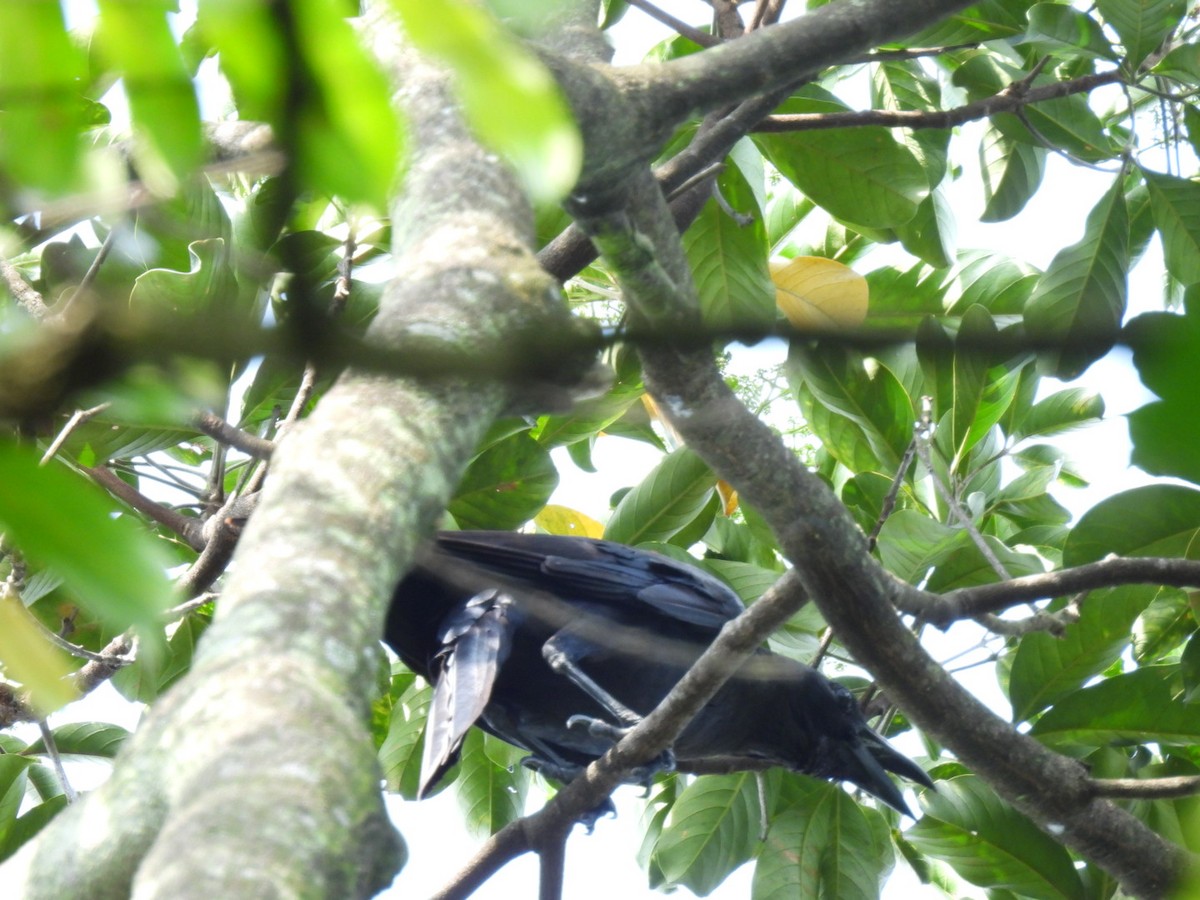 Large-billed Crow - ML619525477