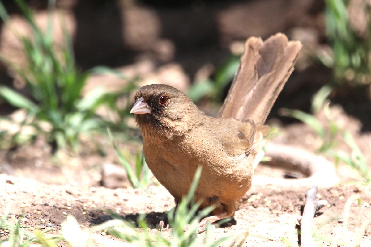 Abert's Towhee - Jesse Pline