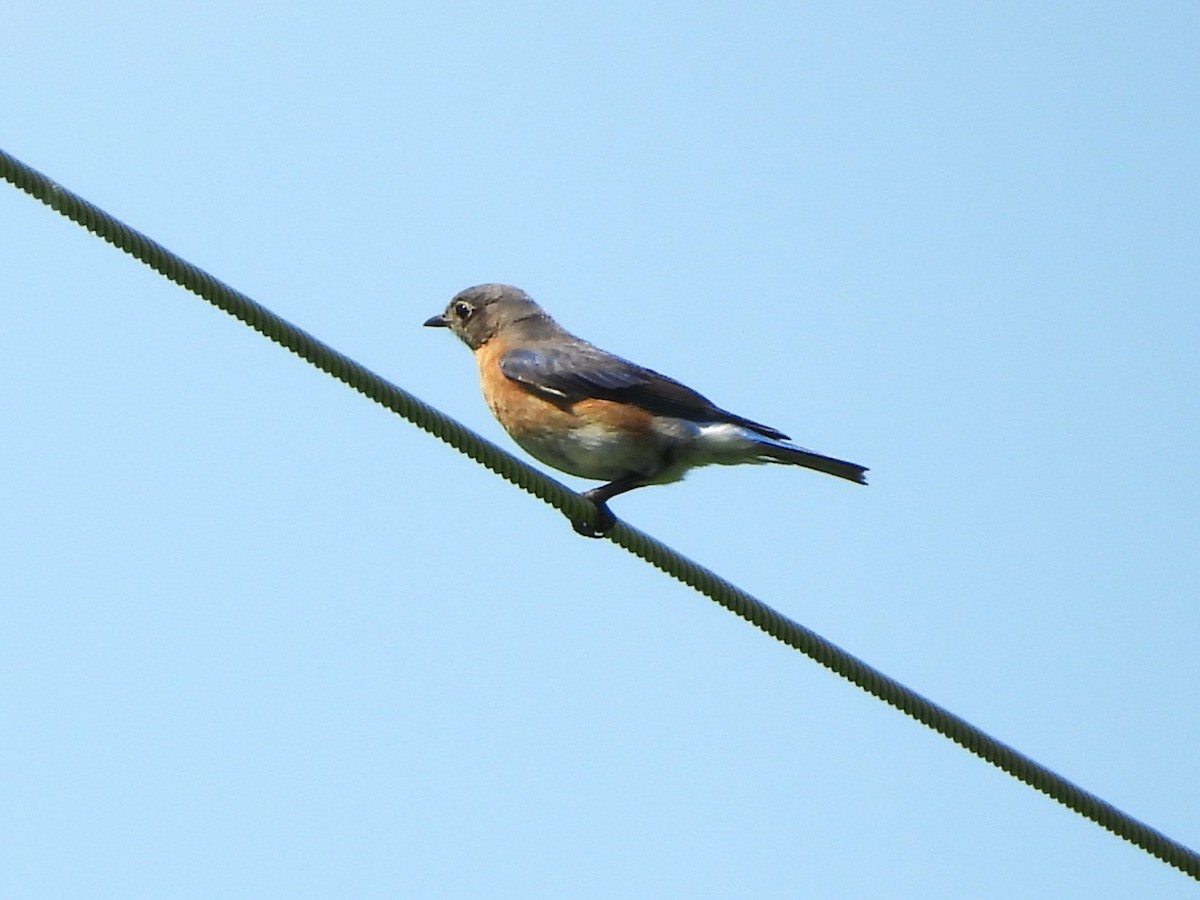 Eastern Bluebird - christine carrier