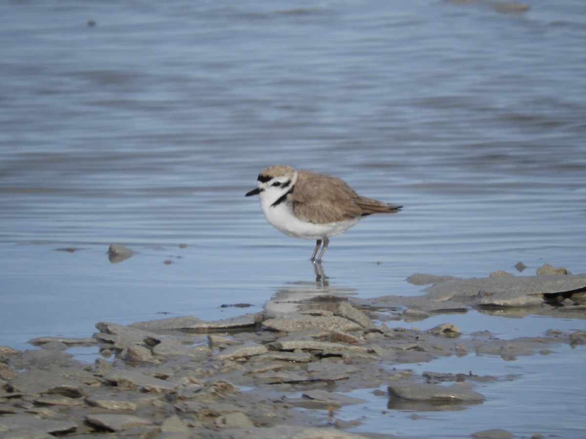 Snowy Plover - Thomas Bürgi