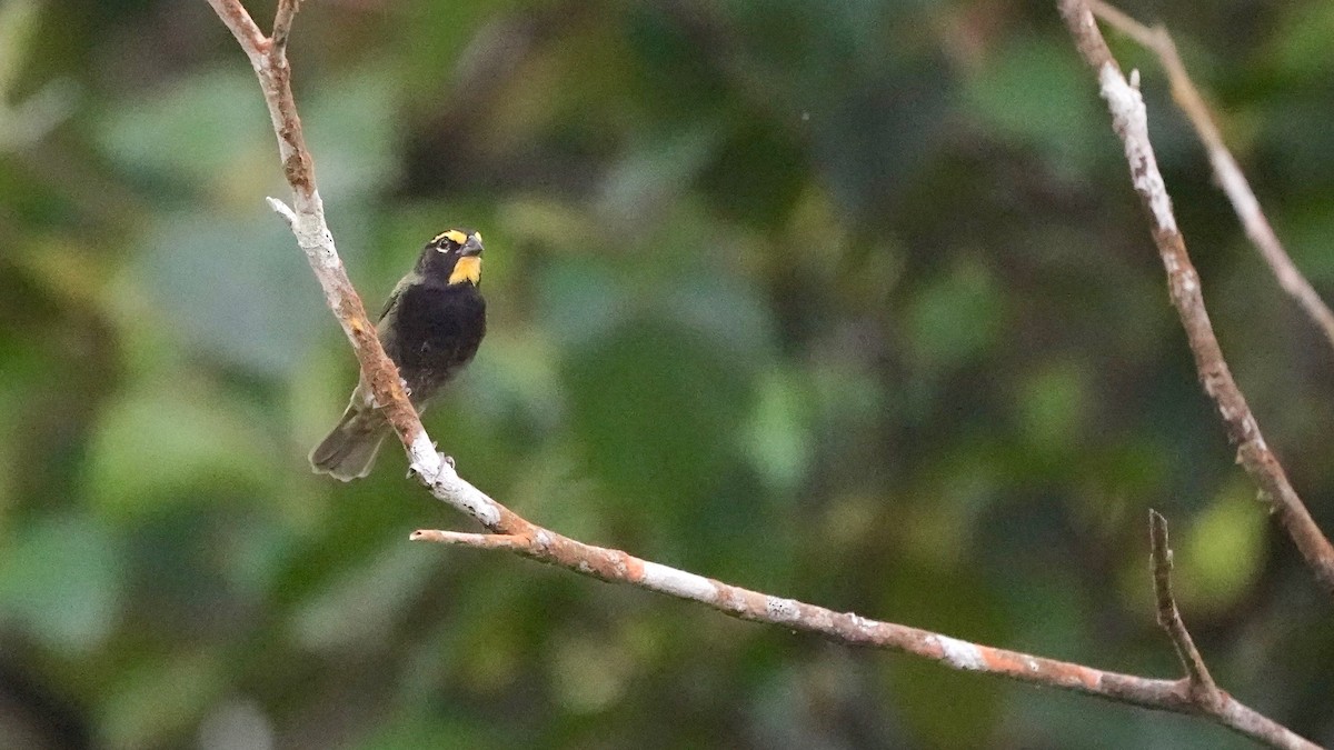 Yellow-faced Grassquit - Indira Thirkannad