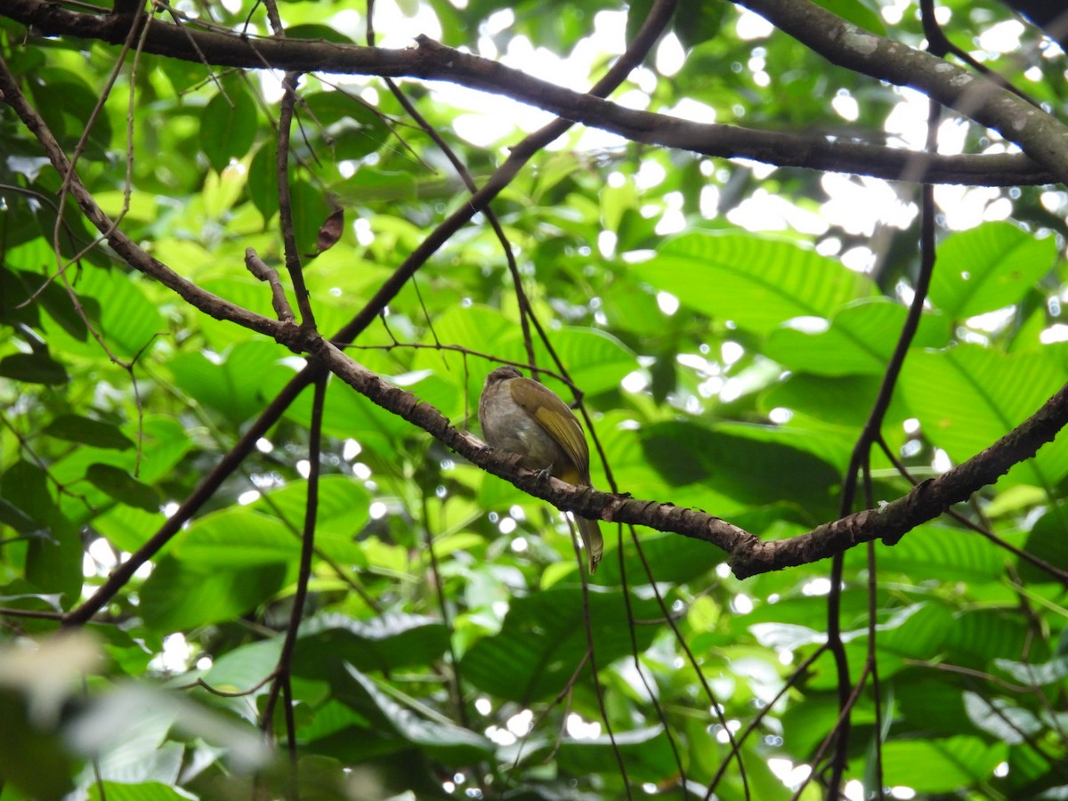 Olive-winged Bulbul - Busaree Ransewa