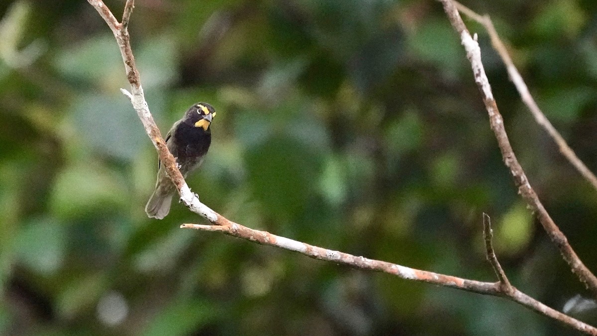 Yellow-faced Grassquit - Indira Thirkannad