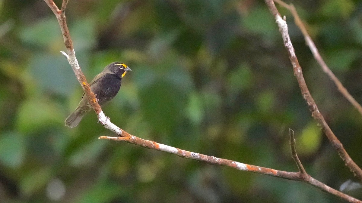 Yellow-faced Grassquit - Indira Thirkannad