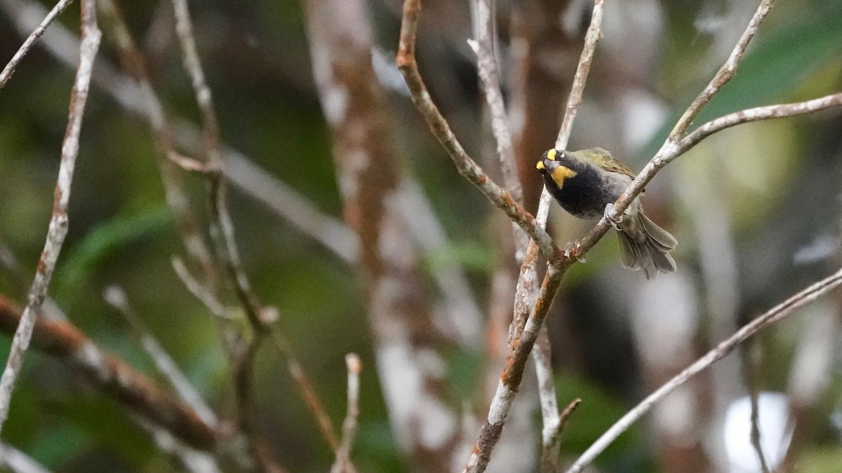 Yellow-faced Grassquit - Indira Thirkannad