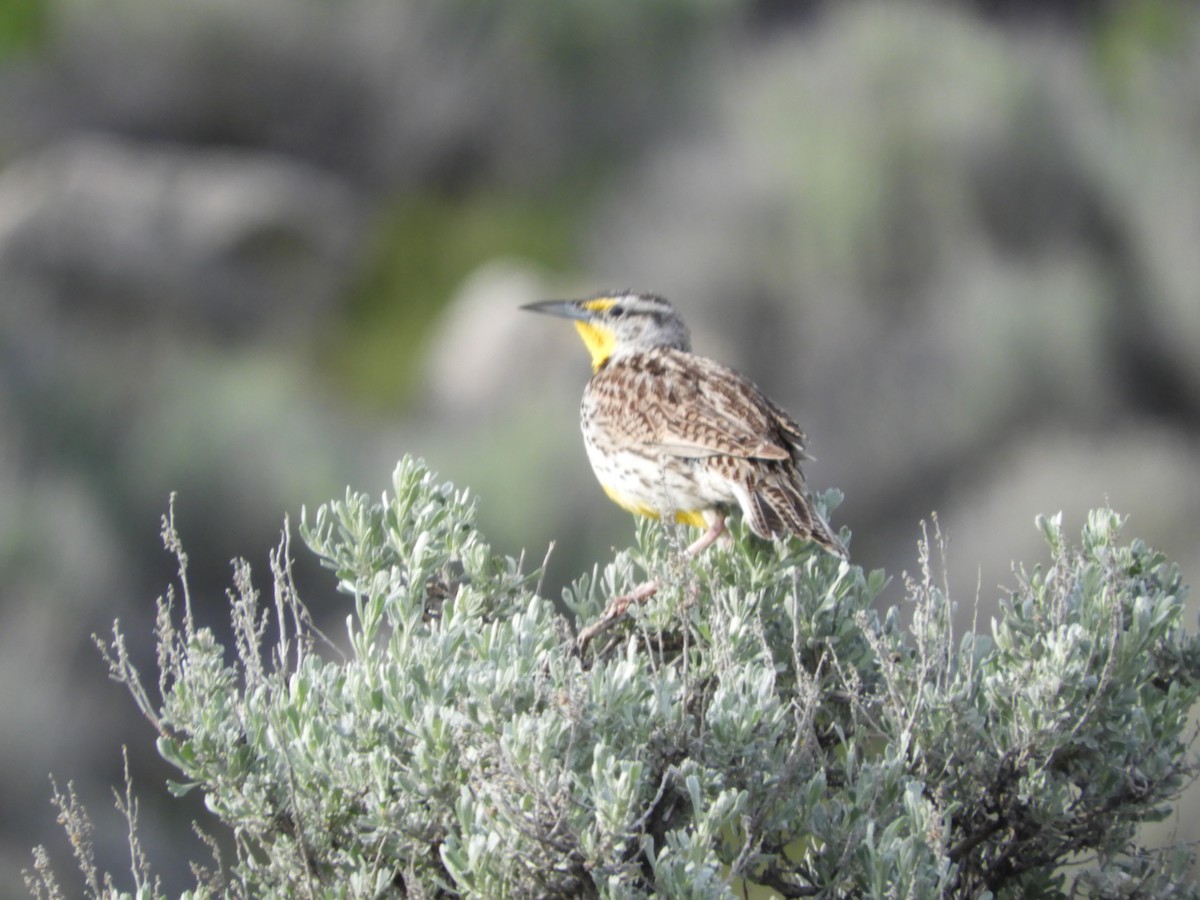 Western Meadowlark - Thomas Bürgi