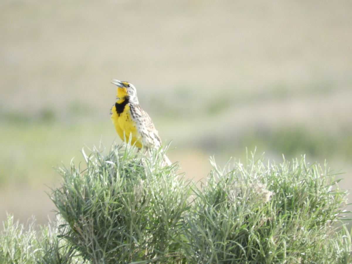 Western Meadowlark - Thomas Bürgi