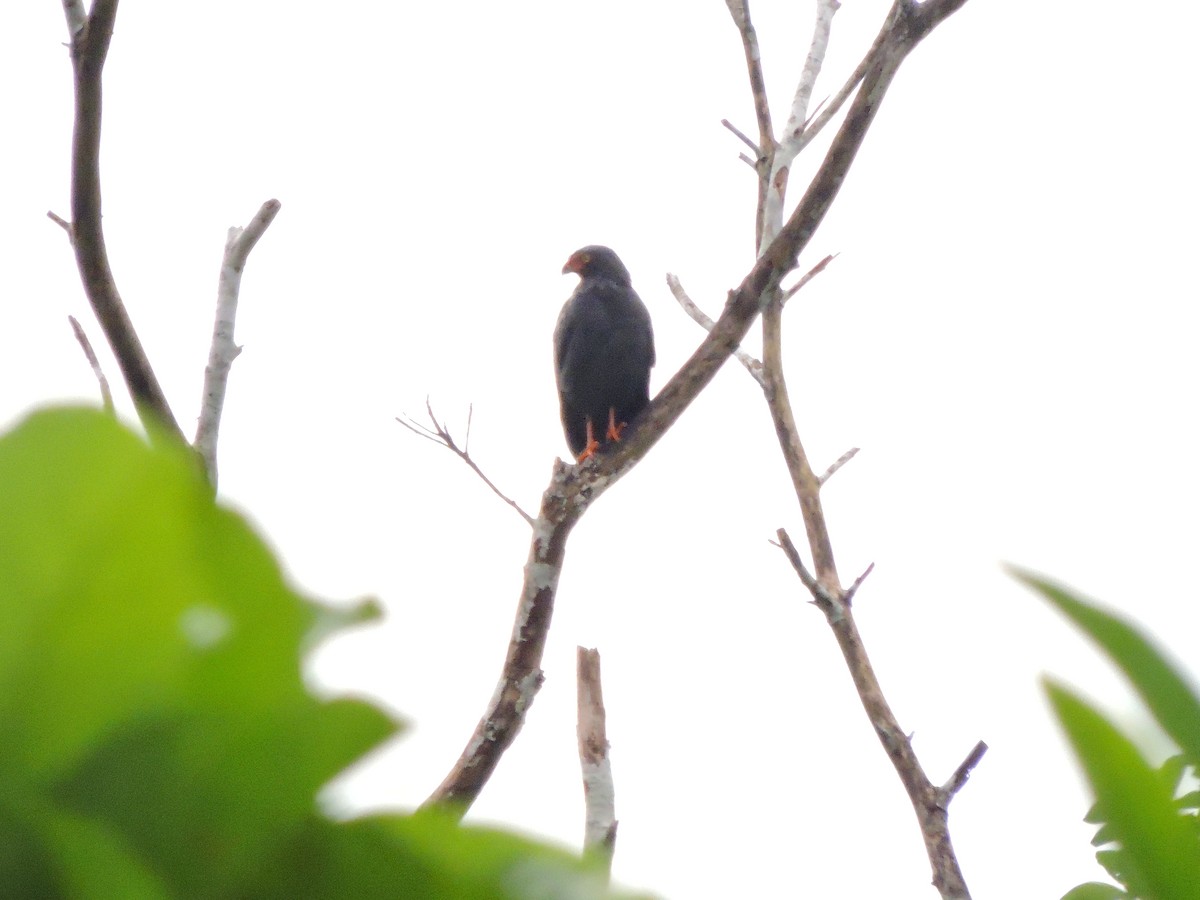 Slate-colored Hawk - Observadores Aves Puerto Asís
