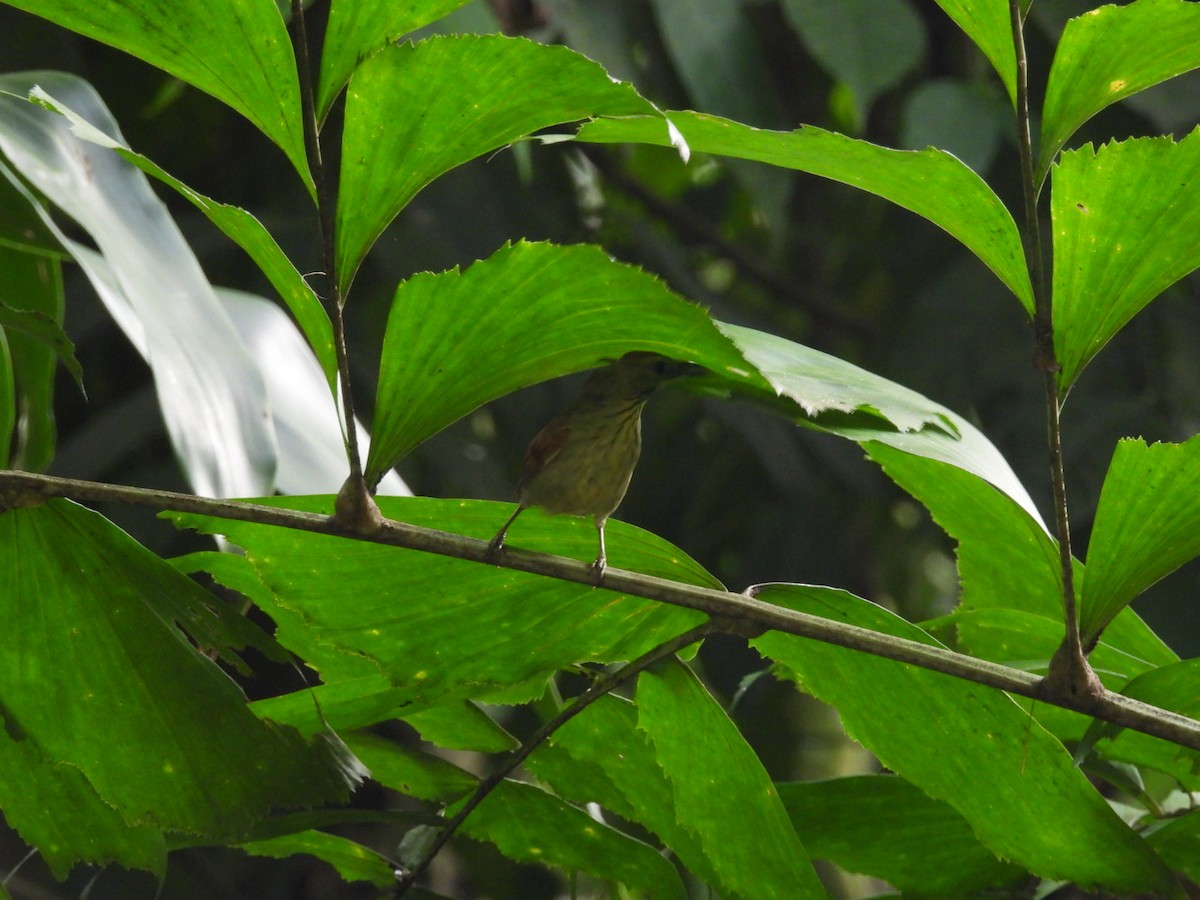 Pin-striped Tit-Babbler - Busaree Ransewa