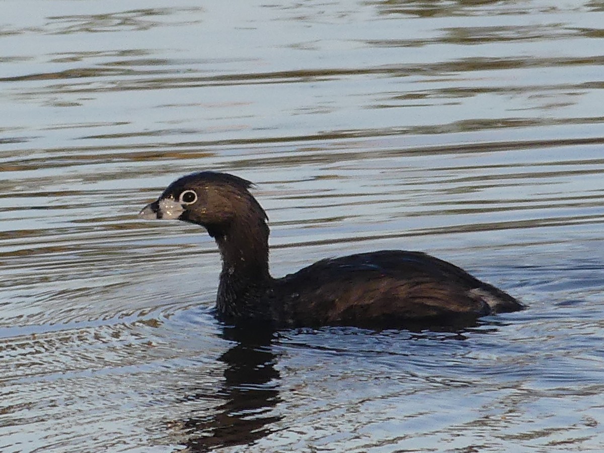 Pied-billed Grebe - Dennis Wolter