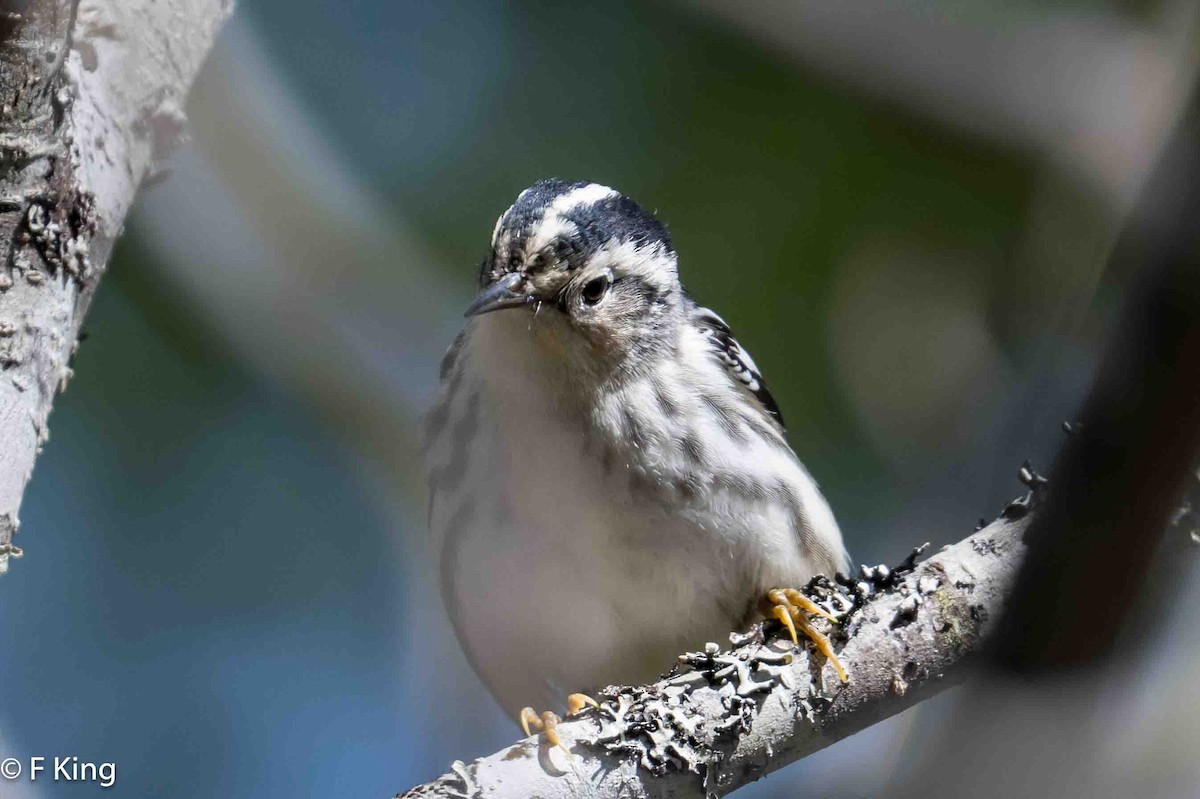 Black-and-white Warbler - Frank King