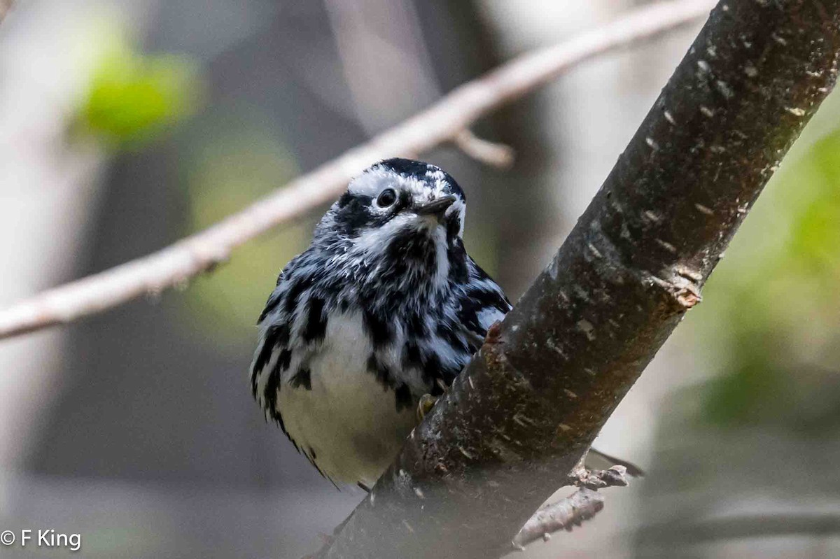 Black-and-white Warbler - Frank King