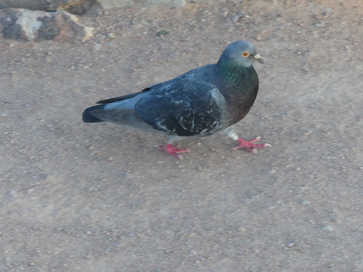 Rock Pigeon (Feral Pigeon) - Dennis Wolter