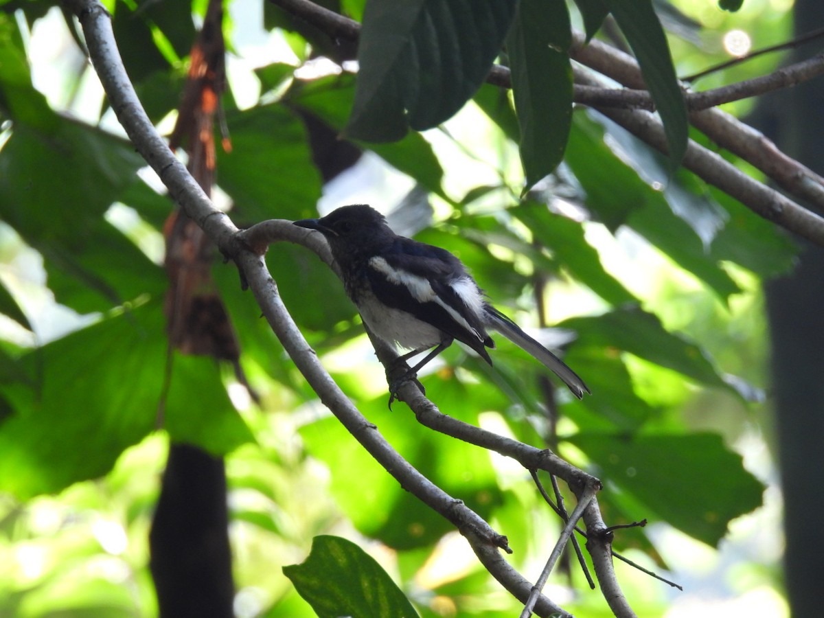 Oriental Magpie-Robin - Busaree Ransewa
