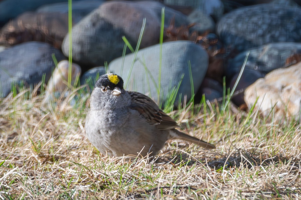 Golden-crowned Sparrow - Anne Spiers